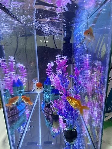 куплю рыб: Аквариумный комплект для декоративных рыб 5штук рыб - Прямоугольный — 4