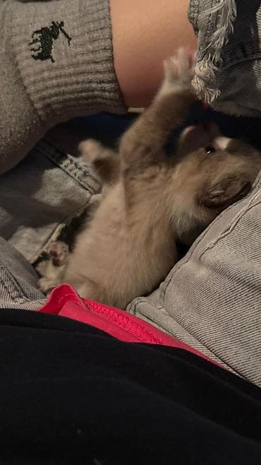 сиамская кошка даром: 1 месяц, Мальчик — 3