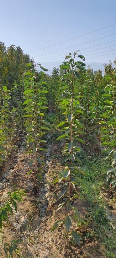 односпальная кровать с матрасом бишкек: Кокон гилас кочоттору. воловой 3 ен таза ен жакшы сорт момосу узак — 4