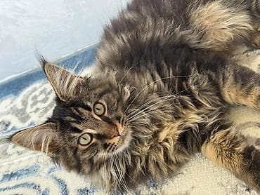 отдам котенка даром: Мейн-кун, 4 месяца, Мальчик, Приучена к лотку — 1