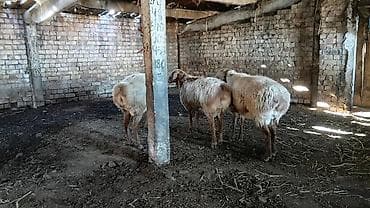 Айыл-чарба жаныбарлары: Сатам | Кочкор (эркек) — 4