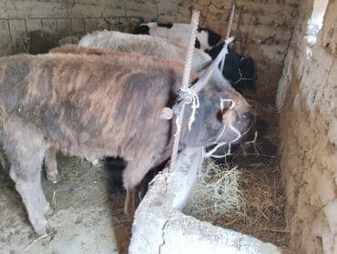 собаки бишкек: Продаю | Бык (самец) | Полукровка | На откорм — 7