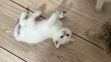 лысые котята: 🐾Открыта бронь на британских короткошерстных котят! 🐾 ❤️Оба родителя — 4