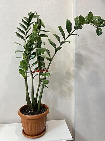 Алоэ: Замиокулькас /Доллар Идеален для офиса и дома: неприхотлив, устойчив — 1