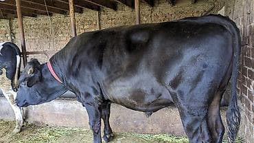 бык ангуст: Продаю | Бык (самец) | На откорм | Привязанные — 3