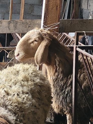 алабай итер: Продаю | Баран (самец) | Арашан | Для разведения | Племенные — 2