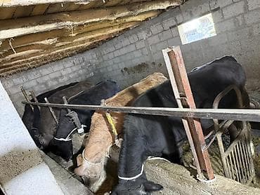 кой сойу: Продаю | Тёлка | Полукровка, Ангус, Алатауская | На откорм | Привязанные — 1