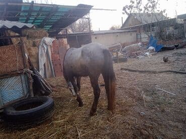 стаффордширский терьер купить: Сатылат Семиз бышты — 3