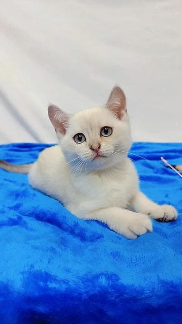 Кошки: Шотландские котята разных возрастов и окрасов от породных родителей — 7
