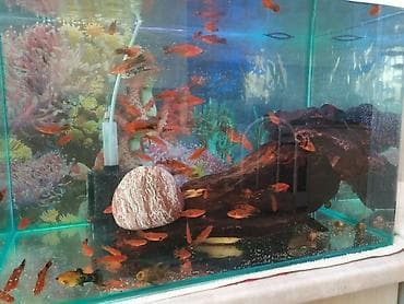 аквариумы с рыбками: Продаю аквариум с комплектом и рыбками — 1
