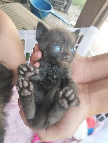 саан уй бишкек: Милые котята ищут заботливый дом! 🏡💕 Котята маленькие, спокойные и — 2