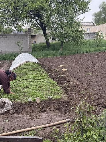 тепличный салафан: Рассада помидоры Бишкек перец — 2