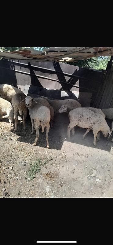 узи баранов: Продаю | Овца (самка), Ягненок, Баран (самец) — 3