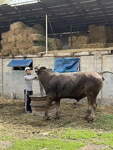 дакан цыпленок: Продаю | Бык (самец) | Племенные — 4