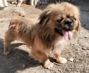 Собаки: Продаю пекинес (миниатюрная декоративная собака). НЕ ЗВОНИТЬ — 5