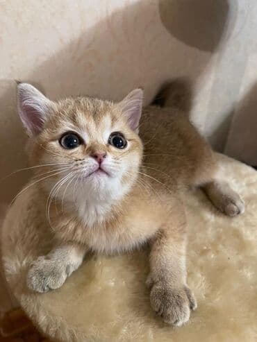 ориентальная длинношерстная кошка: Скотиш Страйт (Шотландская прямоухая), 2 месяца, Мальчик, Золотая шиншилла, Приучена к лотку, Проглистована — 3
