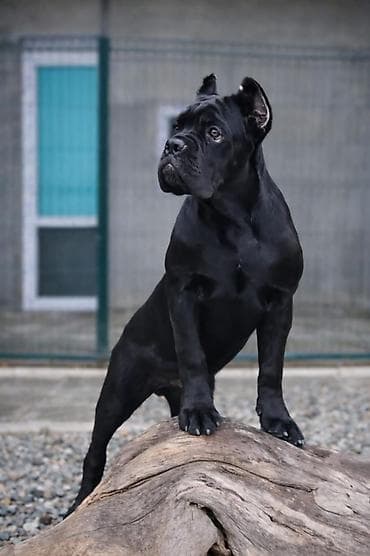 Кане-корсо, 4 месяца, Самец, С прививкой, С родословной