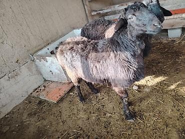 Продаю | Ягненок, Баран (самец) | Полукровка at lalafo.kg Продаю | Ягненок, Баран (самец) | Полукровка