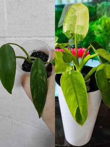 семена адениума купить: Көчөттөр гүлдүн: Флокстор — 22