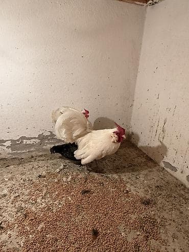 Аквариумдар: Сатам | Тооктор | Көбөйтүү үчүн — 1