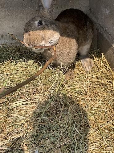 ит тайган: Сатам | Эркек коен | Күрөң коен, Француз кочкору | Көбөйтүү үчүн — 8