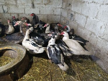 зоомагазин бишкек с животными: Селезни — 2