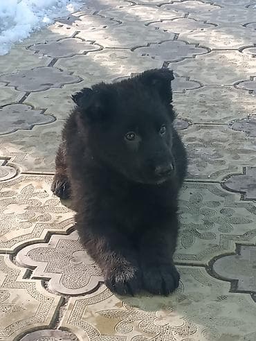 Вязка собак: Продаются щенки чистый немецкий овчарки воз 1 месяца только званиит — 9