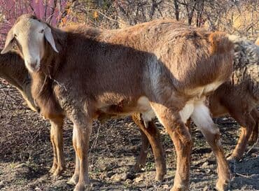 в связи с переездом отдам попугая жако в добрые руки: Продаю | Баран (самец) | Для разведения — 2