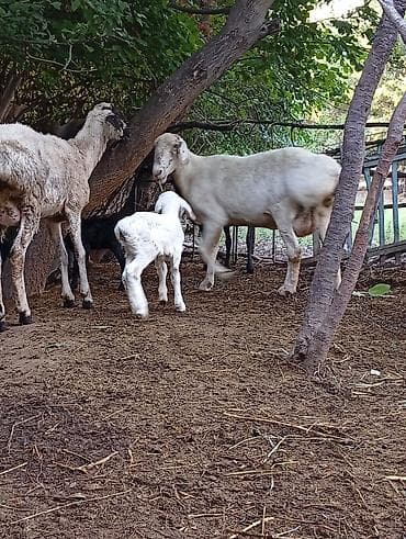 продаю инкубатор: Продаю | Баран (самец) | Арашан | Для разведения | Ярка — 7