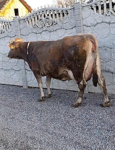 куплю бык: Продаю | Корова (самка) | Для молока — 2