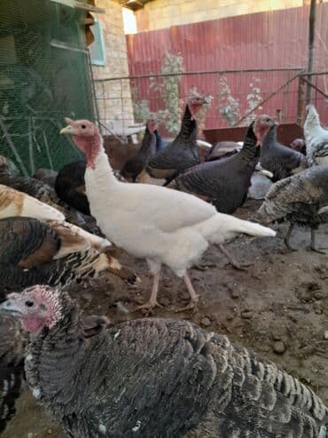 где можно купить йоркширского терьера: Продаю | Индюк (самец) | Для разведения | Племенные — 1