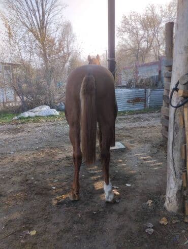 купить русского спаниеля: Продаю | Конь (самец) — 3