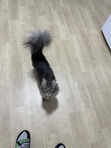 купить кошку: Ищу добрую и ответственную семью для кошки (без маленьких детей) — 8