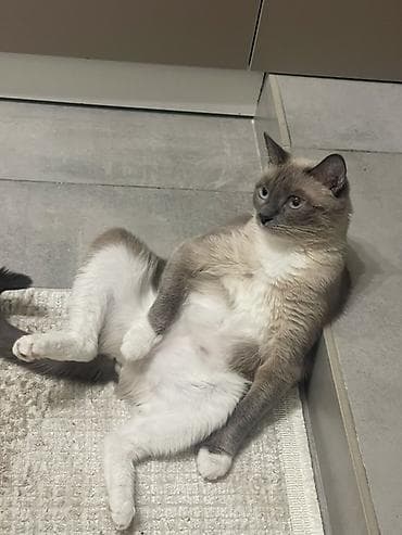 Кошка даром: Сиамская, Девочка, Приучена к лотку at lalafo.kg Кошка даром: Сиамская, Девочка, Приучена к лотку