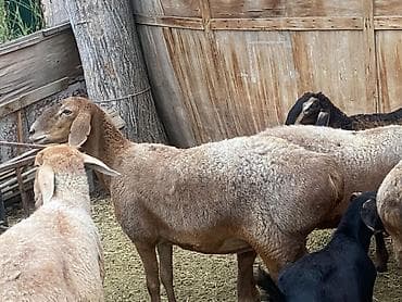 кочкор овца: Продаю | Овца (самка) | Гиссарская, Арашан — 4