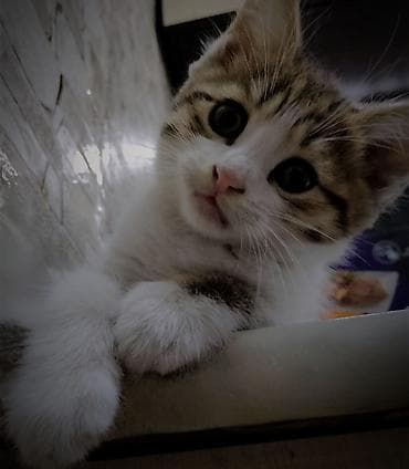 где можно взять кошку: Котёнку 2 месяца, к лотку приучен ещё с первого месяца. Кушает корм — 2