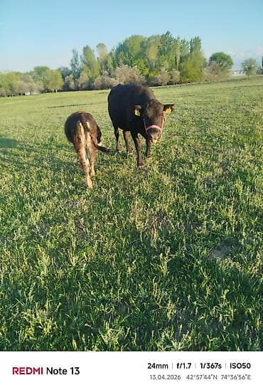 рыба гарбуша: Продаю | Корова (самка) | Для разведения | Привязанные — 2