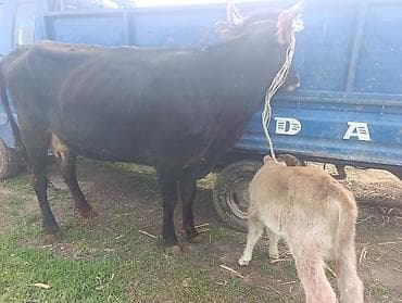 молочный телята: Продаю | Корова (самка) | Для молока | Привязанные — 4