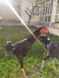 Грызуны: Продаю | Петух | Бойцовая | Для разведения — 1