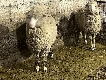 мака сото: Продаю | Ягненок | Меринос — 1