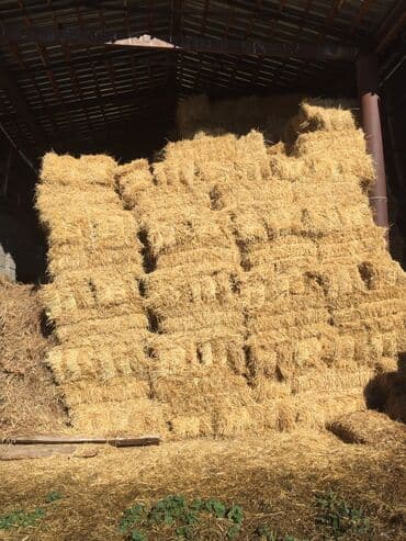А/ч жаныбарлары үчүн тоюттар: Арпа саман-300 түк — 2