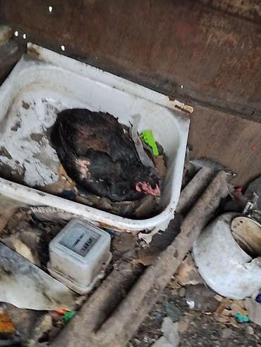 индоутка цыплята: Продаю | Куры | Домашняя | Несушки — 3