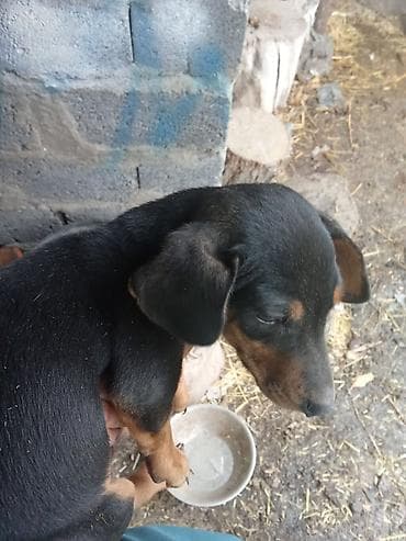 bid e2: Электровелосипед — 2