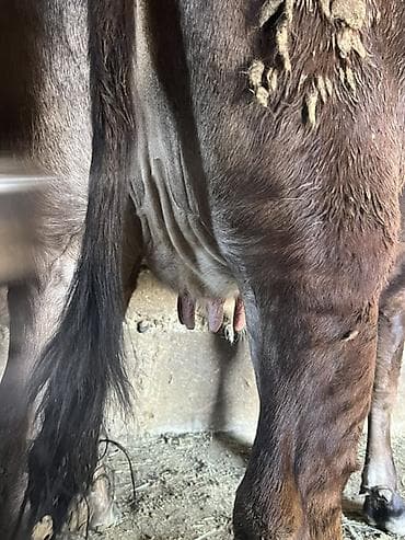 стимулятор роста: Продаю | Корова (самка) | Швицкая | Для молока | Привязанные — 3