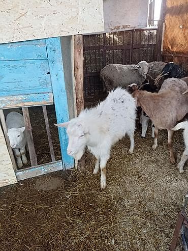 Зоотовары: Продаю | Коза (самка) | Для разведения — 2