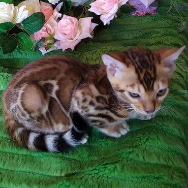 леопардовая кошка цена: Бенгальские котята !!! домашние. мини леопардики. Друзья у нас — 1