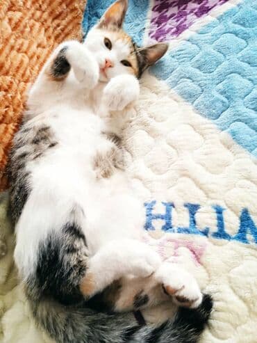 доска объявлений о кошках: Беспородная, 7 месяцев, Девочка, Приучена к лотку — 2