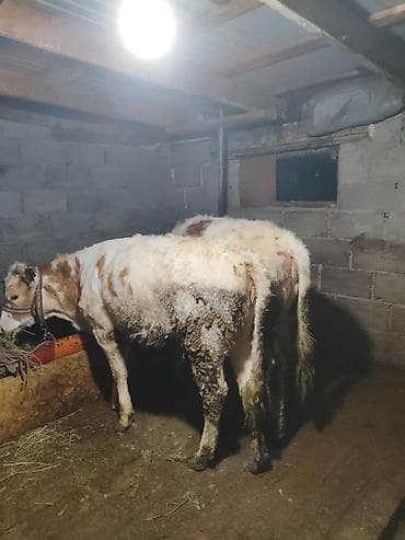 купить амура: Продаю | Бык (самец) | Полукровка | На откорм | Привязанные — 2