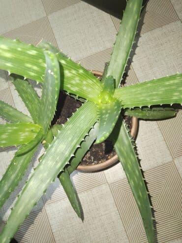 аихризон купить: Продаю алоэ 1.5 года цена 600 сом — 2