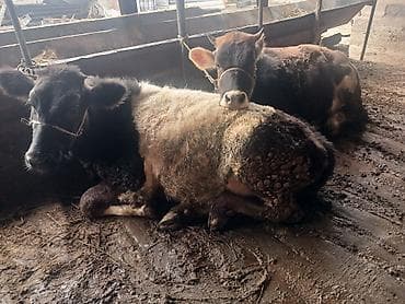 животные крс: Продаю | Тёлка — 2